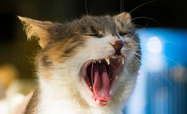 养久”了不能送人原因很真实！CQ9电子游戏老人说：猫咪“