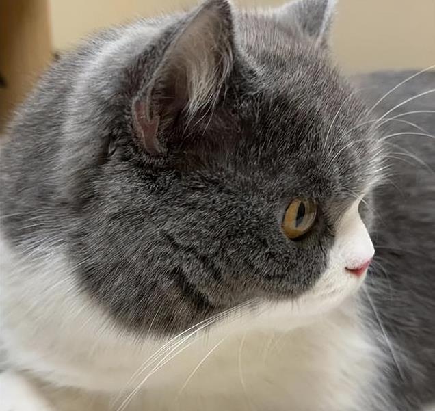 养久”了不能送人原因很真实！CQ9电子游戏老人说：猫咪“(图2)