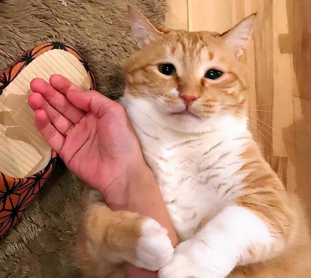 养久”了不能送人原因很真实！CQ9电子游戏老人说：猫咪“(图3)