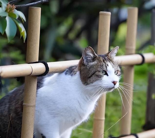 养久”了不能送人原因很真实！CQ9电子游戏老人说：猫咪“(图4)