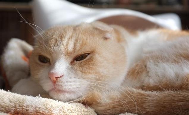 养久”了不能送人原因很真实！CQ9电子游戏老人说：猫咪“(图6)