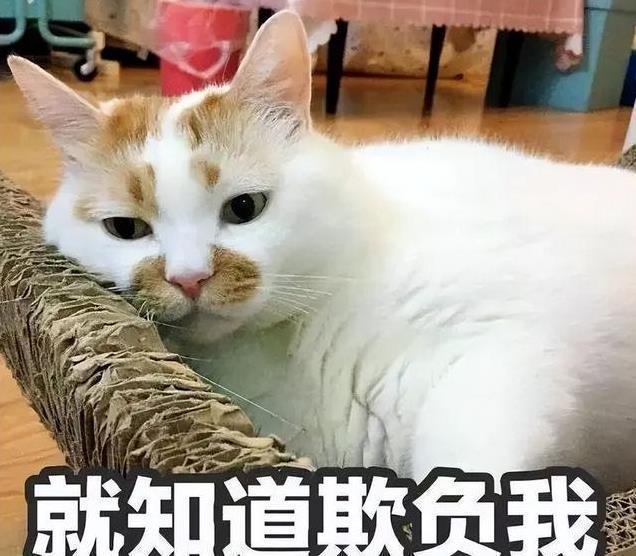 养久”了不能送人原因很真实！CQ9电子游戏老人说：猫咪“(图9)