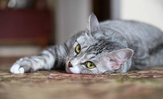 养久”了不能送人原因很真实！CQ9电子游戏老人说：猫咪“(图10)