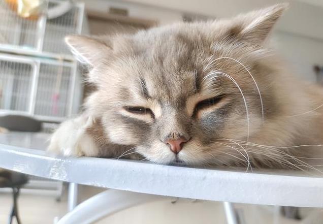 养久”了不能送人原因很真实！CQ9电子游戏老人说：猫咪“(图8)