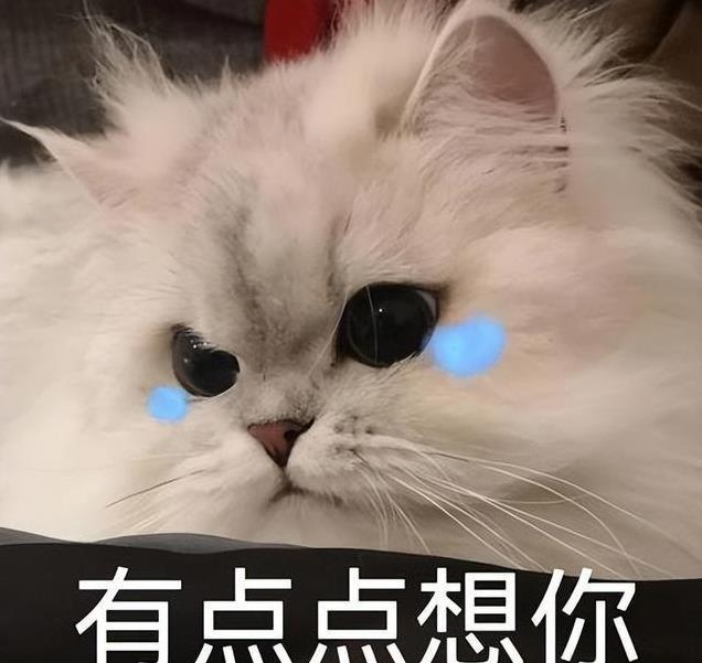 养久”了不能送人原因很真实！CQ9电子游戏老人说：猫咪“(图7)